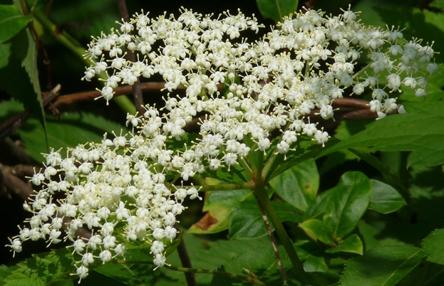 {Sambucus canadensis}